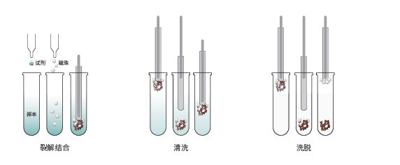 surgical nucleic acid purification system 